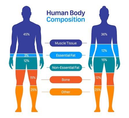 Body Composition , Physical Health , Health