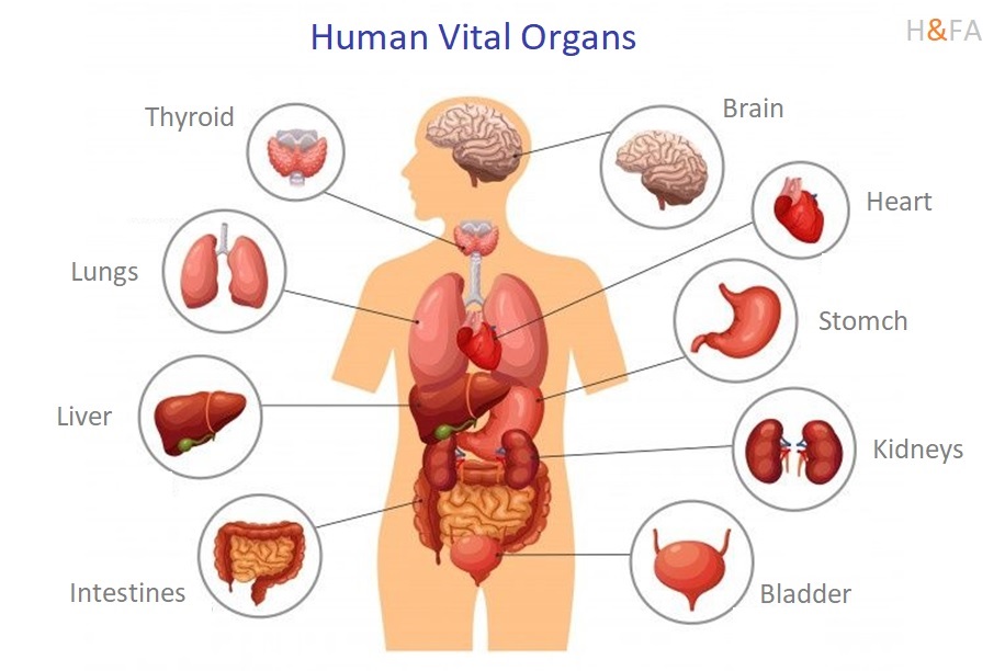 Physical Health, Human Vital Organs, Physiological Parameters